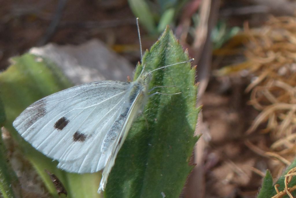 Pieris brassicae